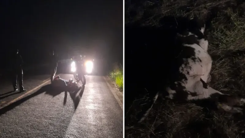 Motociclista fica ferido após colidir com vaca em São Mateus