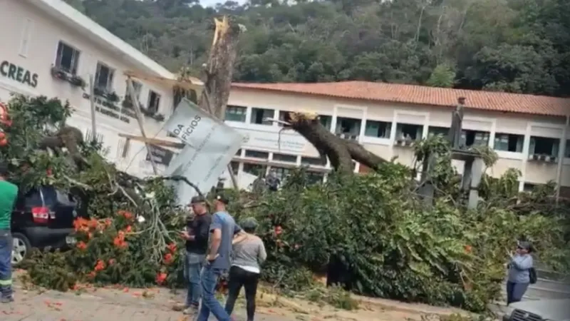 Árvore de mais de 50 anos se parte e atinge carro em frente à prefeitura de Santa Teresa