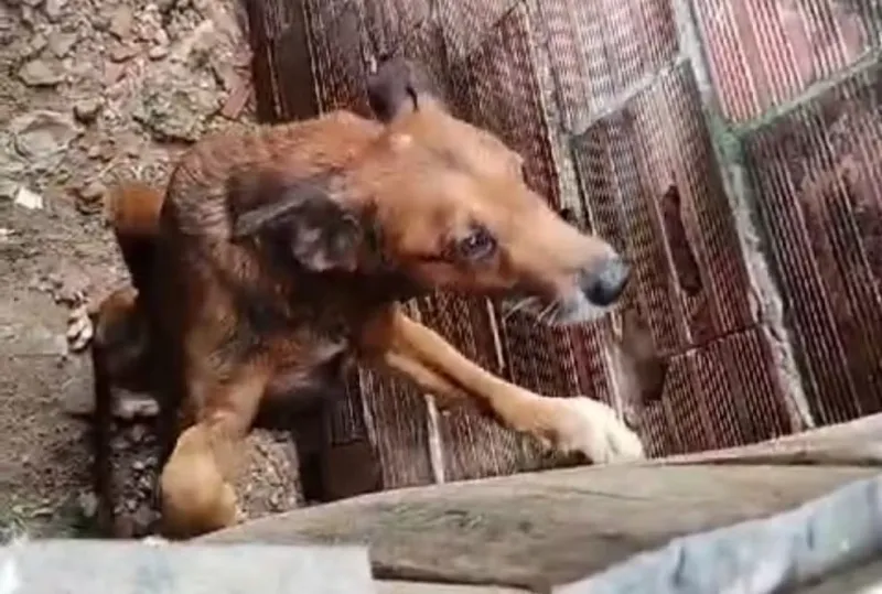 Após morte de tutor, 8 cães ficam sem cuidados e mobilizam protetores no bairro Luiz Iglésias, em Colatina