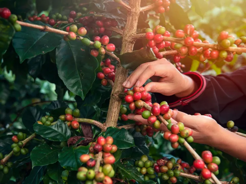 Ainda de madrugada, centenas deixam Baixo Guandu rumo às lavouras de café da região