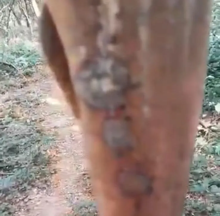 Vídeo: peixe com enormes feridas é encontrado vivo no Rio Doce e chama atenção de moradores em Colatina