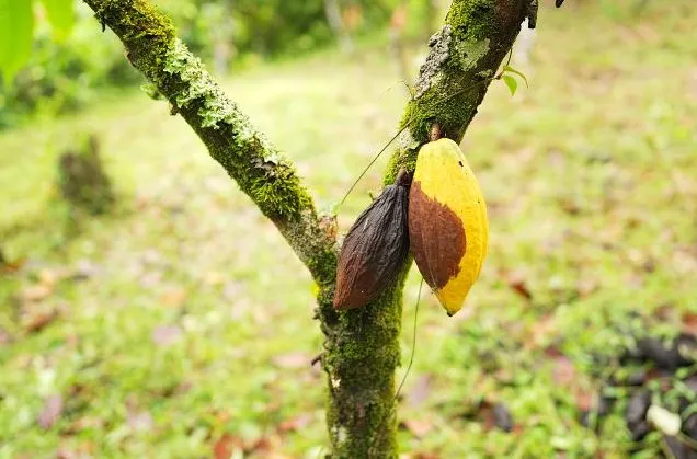 Capacitação sobre prevenção da monilíase do cacaueiro segue até esta sexta (29) em Colatina