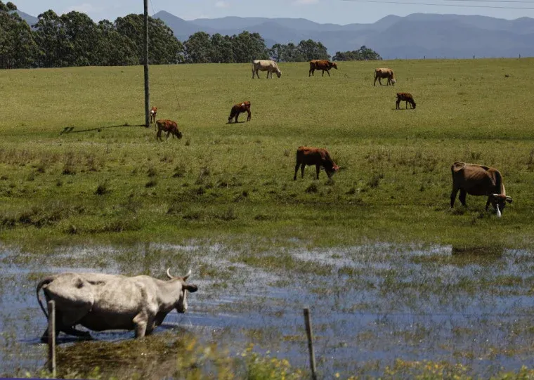 Ladrões invadem fazendas e abatem animais em Linhares; produtores rurais cobram mais segurança