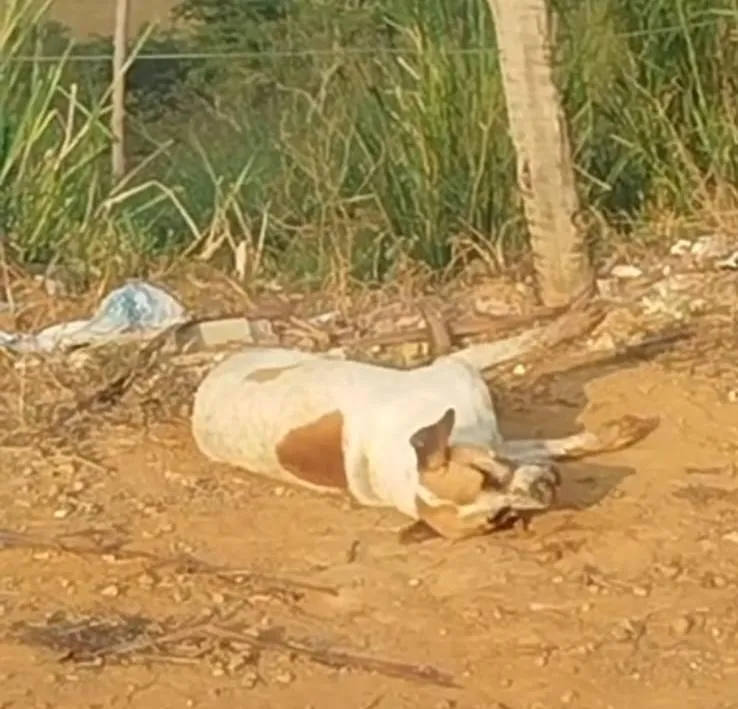Vídeo mostra sofrimento de cachorro envenenado e revolta moradores de bairro em Colatina