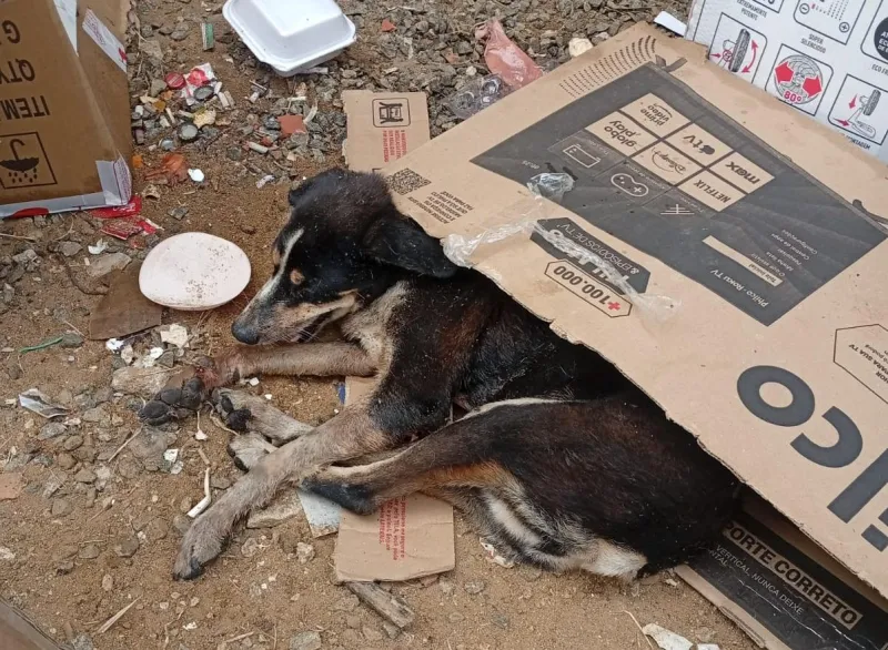 Crueldade contra animal revolta moradores após cão ser deixado em lixeira para morrer em Colatina
