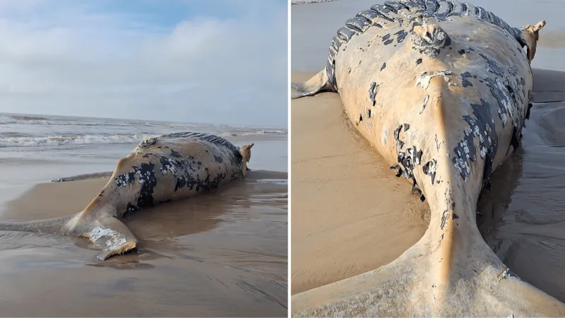 Baleia-jubarte de 9,5 metros é encontrada morta na Praia do Pontal do Ipiranga, em Linhares