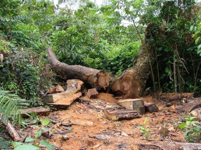 Desmatamento de mais de 6 mil metros quadrados de Mata Atlântica é identificado em Marilândia