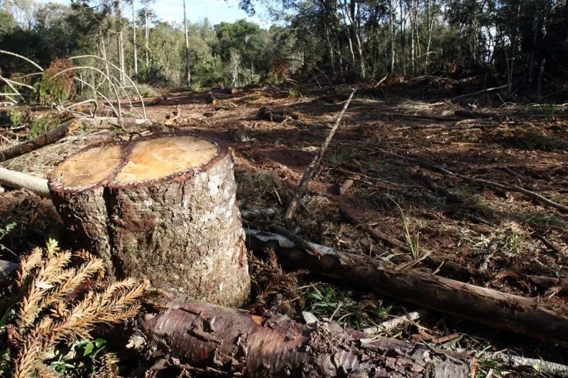 PM Ambiental flagra terraplanagem irregular em Área de Preservação Permanente na Rodovia do Café, em Colatina