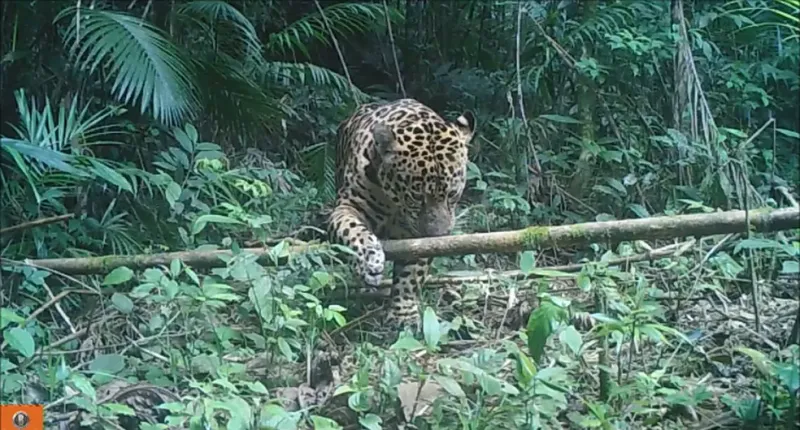 Porco é encontrado devorado em propriedade rural de Santa Teresa e suspeita é de ataque de onça