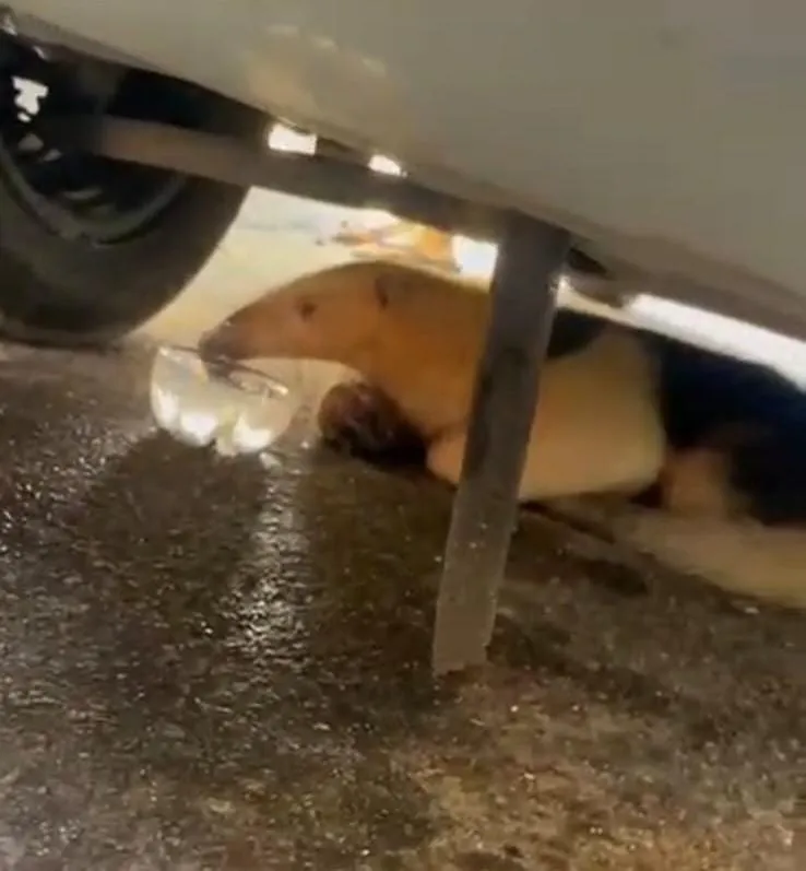 Tamanduá viaja mais de 100 km escondido no motor de carro e é descoberto após pane na Serra