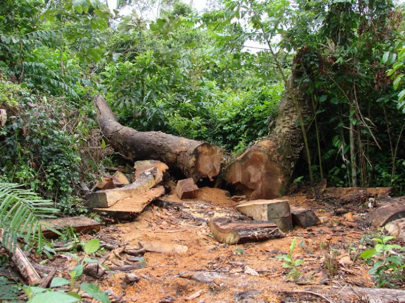 Desmatamento atinge Mata Atlântica e área protegida em Governador Lindenberg