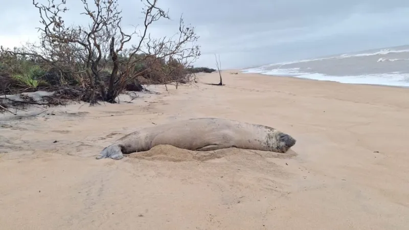 “O tamanho desse bichão”: elefante-marinho surpreende banhistas em praia de Linhares