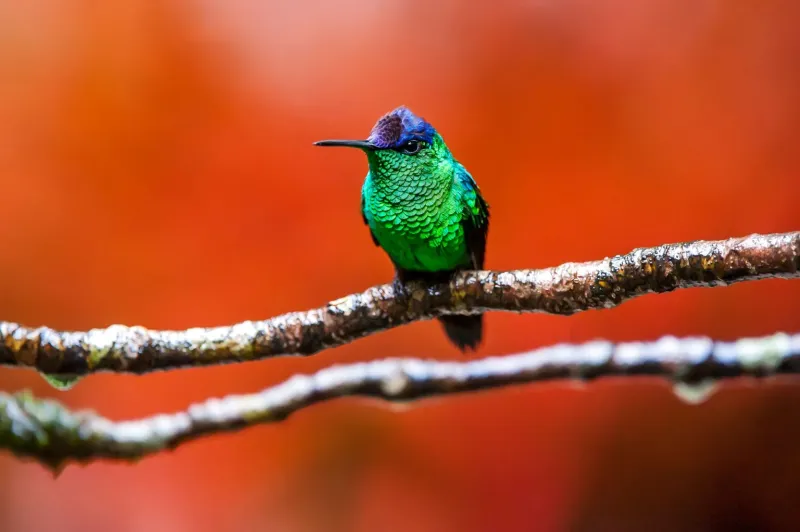 Exposição em Santa Teresa revela a biodiversidade capixaba pelas lentes de Leonardo Merçon