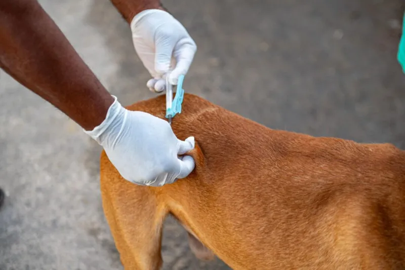 Colatina oferece vacinação gratuita contra a raiva para cães e gatos neste domingo; confira os 14 pontos de atendimento