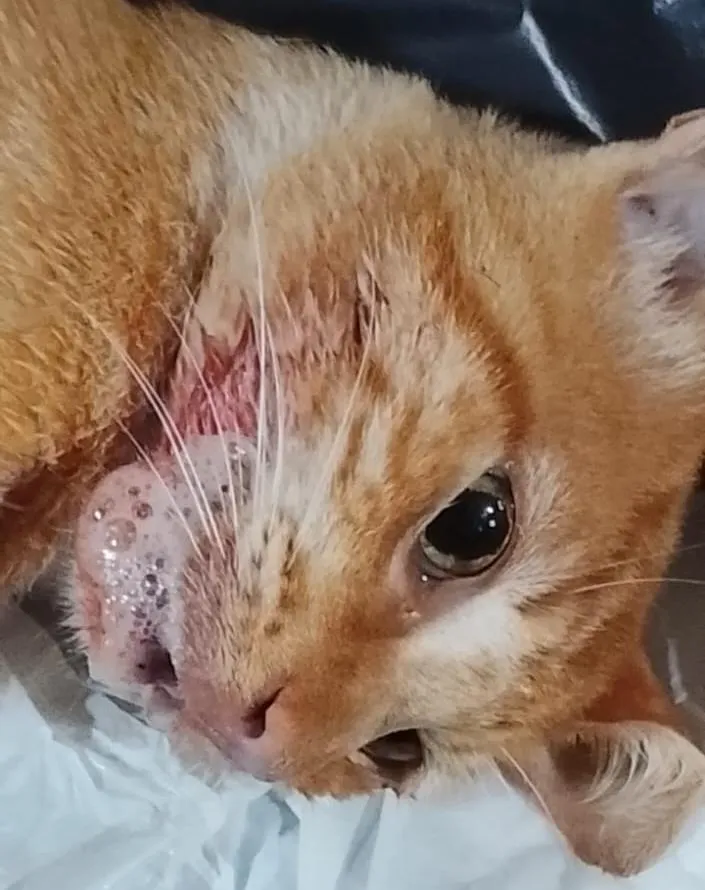 Maldade: gatos morrem e suspeita de envenenamento em massa assusta moradores em Colatina; vídeo