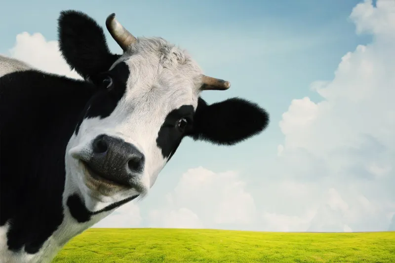 Mensagem sobre venda de vacas termina em ameaças e prejuízo de R$ 45 mil para homem em Colatina