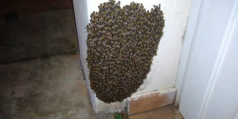 Homem morre após ser atacado por enxame de abelhas em Marilândia